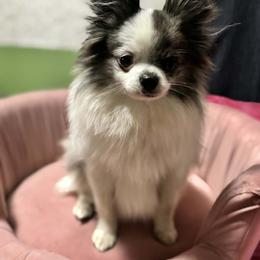 Fushi - Blue parti male Pomeranian puppy in San Antonio, Texas from Charming Heart Companions