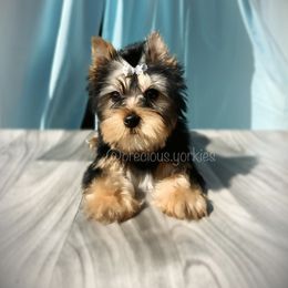 Royal Blue Collar - Black and tan Yorkshire Terrier puppy in San Jose, California from Precious Yorkies