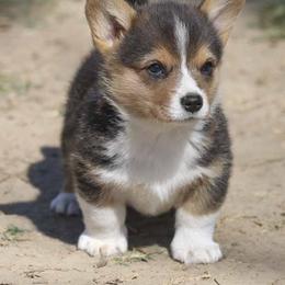 Pembroke Welsh Corgi Puppies from Rees Corgis