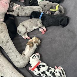 Great Dane Puppies from Kayla Neal