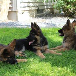 German Shepherd Puppies from vom Haus am Lerchenweg
