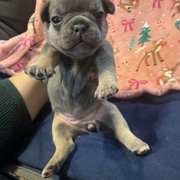 Girl 3 - Blue female French Bulldog puppy in Gerber, California from In The Zone Dog Training and Breeding