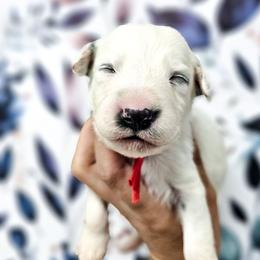 Red - White and black male Dalmatian puppy in Gray, Georgia from Fuller Spots