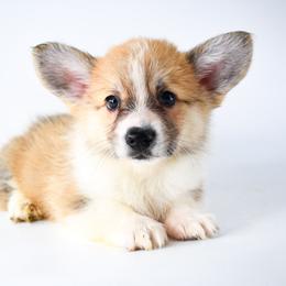 Oaken - Red male Pembroke Welsh Corgi puppy in San Antonio, Texas from Moxxi's Legacy Corgis