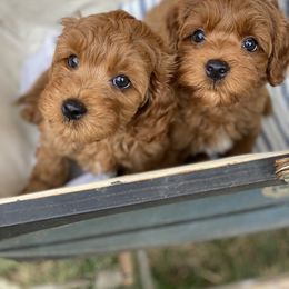 Australian Labradoodle Puppies from Sunny Day Doodles