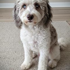 Nix - Springerdoodle