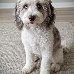 Nix - Springerdoodle