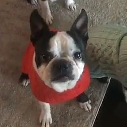 Tito - Boston Terrier