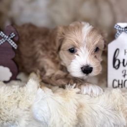Sylvester - Apricot Maltipoo puppy in West Jordan, Utah from Mid Sized Maltipoos and More LLC