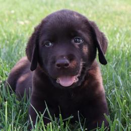 Briar - Chocolate male Labrador Retriever puppy in Camden, Indiana from Camden's Caring Canines