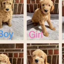 Labradoodles from Faulkner Doodles
