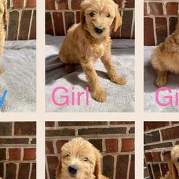 Labradoodles from Faulkner Doodles