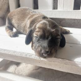 Diesel 3500 - Cream male Dachshund puppy in Sylvania, Alabama from Yancey’s Doxies
