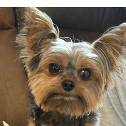 Beau - Yorkshire Terrier