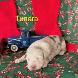 Tundra - Red merle female Australian Shepherd puppy in Parker, Colorado from Legacy Ranch Australian Shepherds