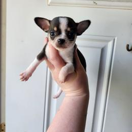 Theo - Black and white male Chihuahua puppy in Ashtabula, Ohio from Paw's & Awe's Chihuahuas