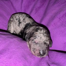 Variolite - Merle female Goldendoodle puppy in Philadelphia, Pennsylvania from Jah’s Retrievers
