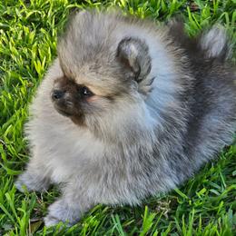 Macho Man - Pomeranian
