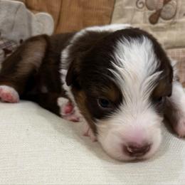 Bagel - Red tri-color male Australian Shepherd puppy in Bennett, Colorado from Alolan Angel Aussies