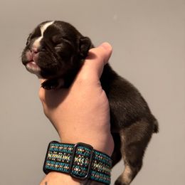 Cocoa Bean - Tricolors female French Bulldog puppy in Grafton, Ohio from K&J Frenchies