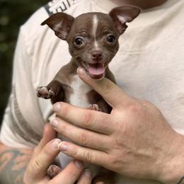 Blaze - Chocolate female Chihuahua puppy in East Camden, Arkansas from RoyAl