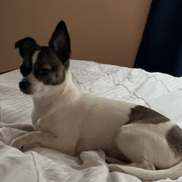 Chihuahuas from Little Beauties