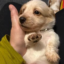 Cream Piebald 4000Male LH Billy - Piebald male Dachshund puppy in Fenton, Michigan from Always Darling Dachshunds