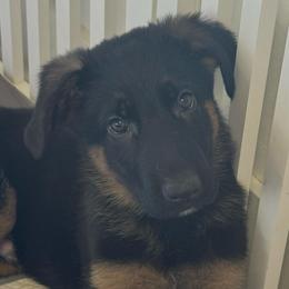 Urie - Black and red male German Shepherd puppy in Graham, Washington from Wildeflecken Shepherds