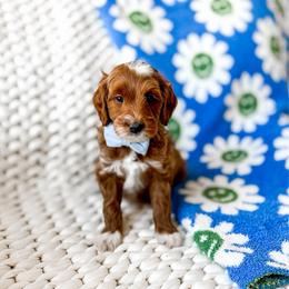 Usopp - Red  male Goldendoodle puppy in Springville, Utah from Happy Doodle