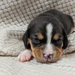 Girl 5 - Black tan and white female Beagle puppy in Baltimore, Maryland from Country Acres Farm