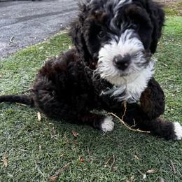 Sturgeon - Tri-color male Bernedoodle puppy in Henrico, Virginia from Paws 4 Doodles, LLC