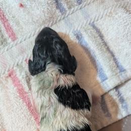 Puppy 3 Female - White black and tan female Wire Fox Terrier puppy in Kannapolis, North Carolina from What the Fox - Wire Fox Terriers