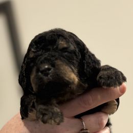 Goldendoodle and Poodle Puppies from Southern Stroll Poodles & Doodles