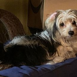 Goldendoodles and Yorkshire Terriers from Triple H Kennel Services