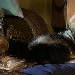 Goldendoodles and Yorkshire Terriers from Triple H Kennel Services