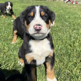 Green boy - Black, white and red male Greater Swiss Mountain Dog puppy in Woodland, Washington from Woodland Swissie’s
