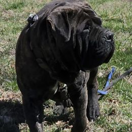 POLO - Boerboel