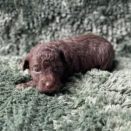 Faith - Brown female Poodle puppy in Purdy, Missouri from The Dynasty