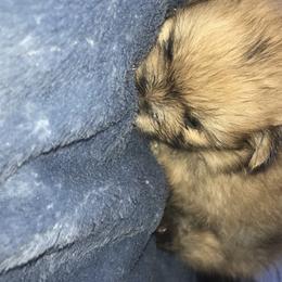 Pomeranian Puppies from Ruby’s Kennel