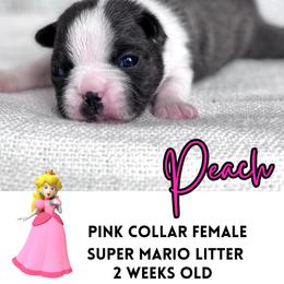 Peach - Blue female Boston Terrier puppy in West Jefferson, Ohio from Kline Kennels