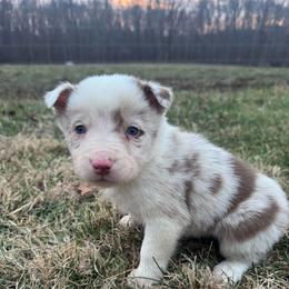 Axel-red Merle - Red merle male Border Collie puppy in Chattanooga, Tennessee from Ross Vegas Kennels