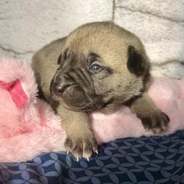 Pig - Yellow female Black Mouth Cur puppy in Warsaw, Missouri from Heritage Cow Dogs