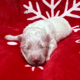 AKC Birch - White male Siberian Husky puppy in Centreville, Maryland from Huskies By the Bay