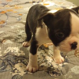 Boston Terrier Puppies from Lotus Life Puppies