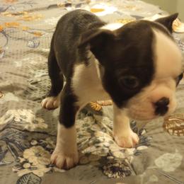Boston Terrier Puppies from Lotus Life Puppies