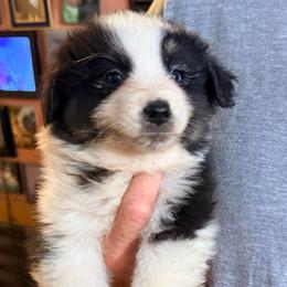 Lola - Black tri-color female Australian Shepherd puppy in Grove, Oklahoma from Dollface Aussies