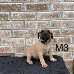 Boy 3 - Black Mouth Cur puppy in Tennessee from Narrow Road Farm