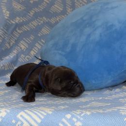 Blue Collar Male - Chocolate male Labrador Retriever puppy in Kissimmee, Florida from SunState Labs