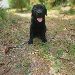 Waffles - Black male Labrador Retriever puppy in Prince George, Virginia from Kingdom Kenelz Labradors