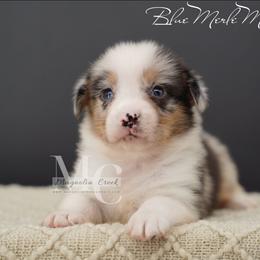 Cotton (Blue Merle Male) - Blue merle and white male American Corgi puppy in Straughn, Alabama from Magnolia Creek Corgis